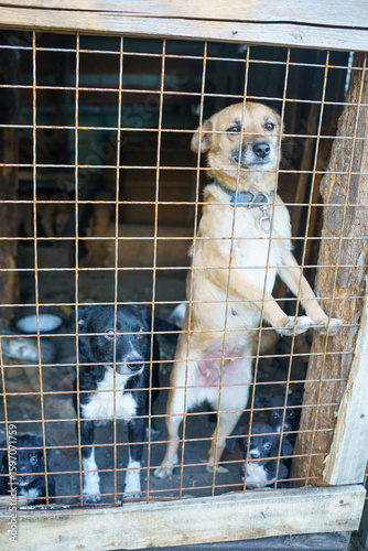 dog shelter