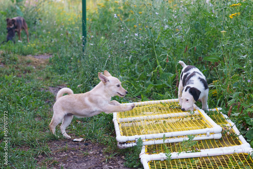 dog shelter