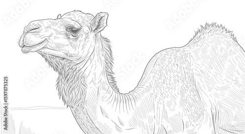 Detailed monochrome illustration of a camel, showcasing its head, neck, and hump with textured shading.