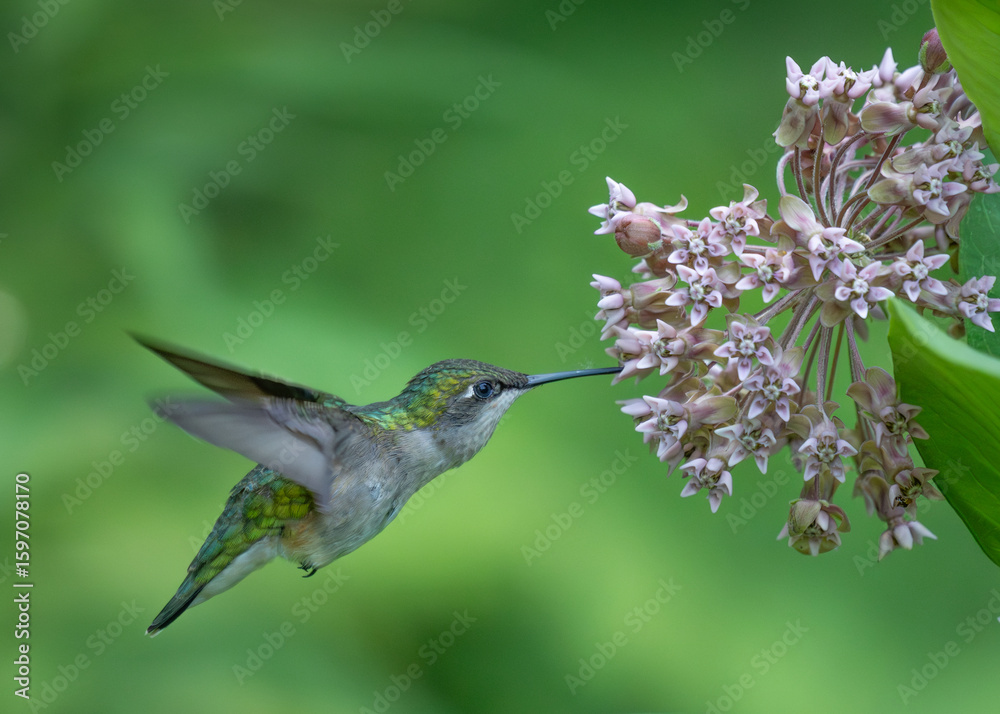 Naklejka premium Hummingbird feeding with a nectar of the flower.