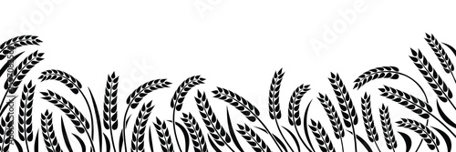Wheat field, ears of wheat, rye or barley, agriculture and harvest, black isolated silhouette on white background, vector drawing