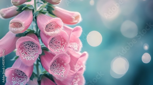 Close up of pink foxglove flowers with soft bokeh background and light flares