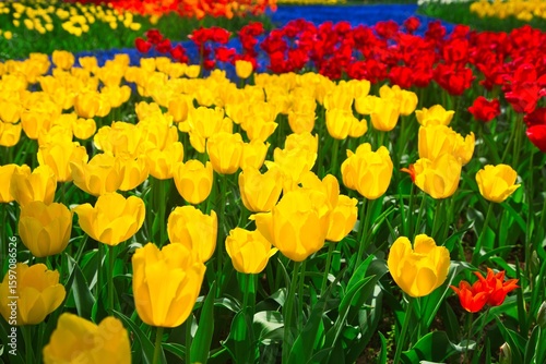 黄色いチューリップ