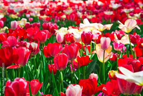 画面いっぱいの赤いチューリップ