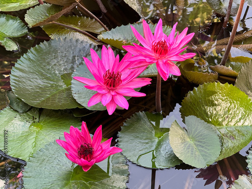 Pink lotus flower blooming in the pond with green leaves.