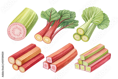 set of watercolor Rhubarb Slice vector illustration isolated on white background