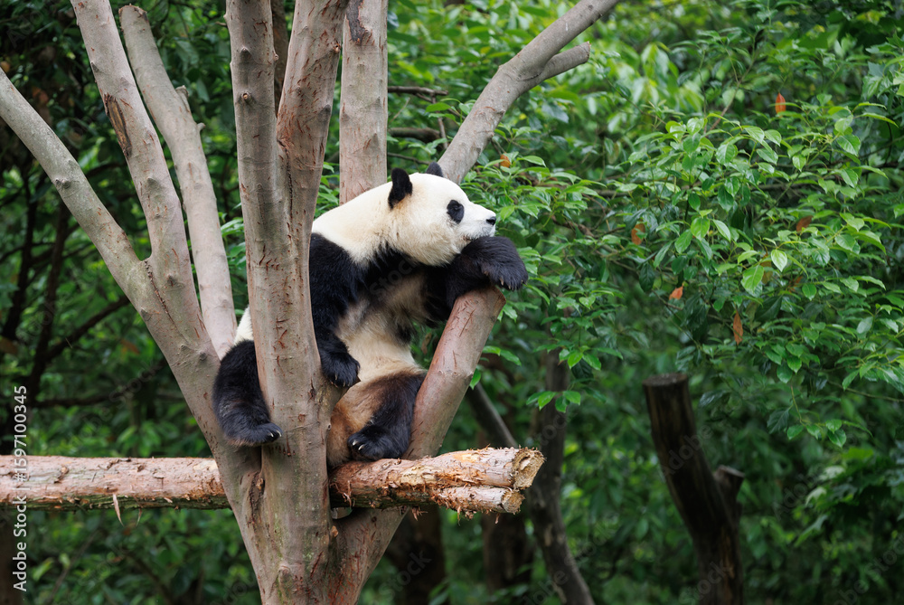 Fototapeta premium One giant panda sleeping on tree