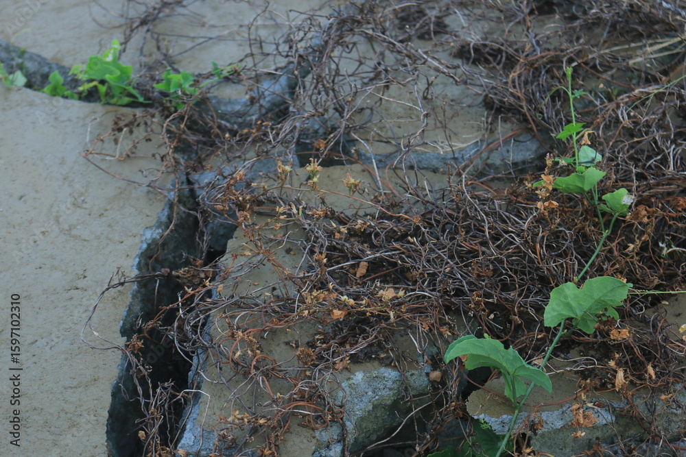 Obraz premium Fragments of concrete walls that were torn down at the site began to be covered by plants. the wall of the house collapsed