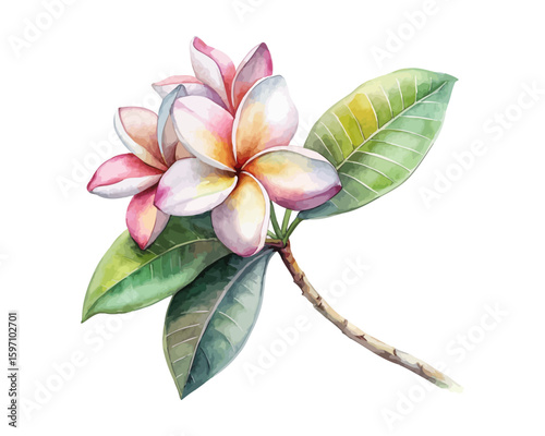 watercolor Plumeria Branch vector illustration isolated on white background