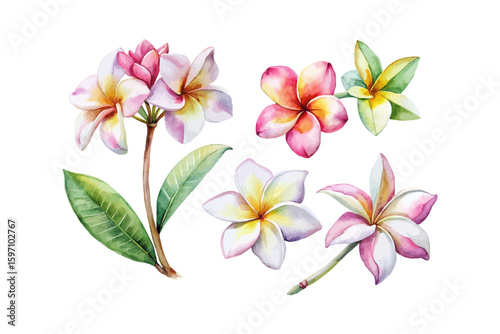set of watercolor Plumeria Branch vector illustration isolated on white background