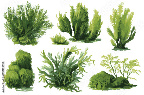 Set of seaweed different type watercolor illustration, isolated