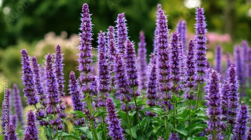 Vibrant Purple Agastache Flowers in Bloom