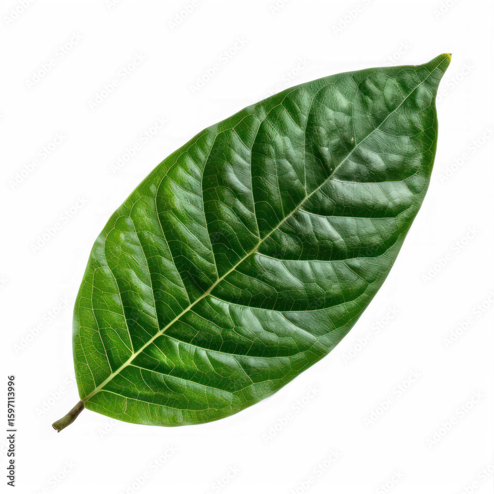 Obraz premium A green leaf with a transparent background