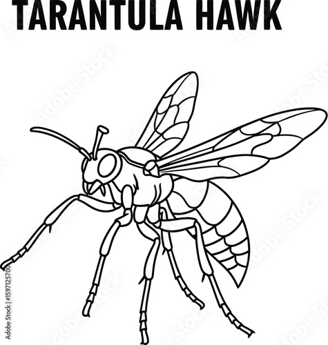 Detailed line art of a Tarantula Hawk wasp showcases its distinctive segmented body, wings, and legs, ideal for educational materials, coloring books, and insect illustrations.