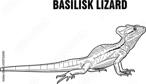 Detailed line art showcases a basilisk lizard, highlighting its distinctive crest and scaled texture, perfect for educational materials or coloring pages about reptiles and wildlife.