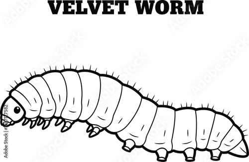 Detailed line art showcases a velvet worm, highlighting its segmented body, tiny legs, and distinctive sensory bristles, perfect for educational materials or coloring pages.