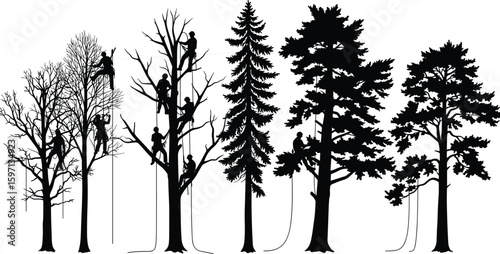 Silhouette of arborists climbing trees with ropes and gear, performing tree cutting, pruning, trimming, and forest maintenance in nature