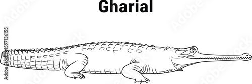 Detailed line art showcases a gharial, an endangered crocodilian with a distinctive long, thin snout, perfect for educational materials or wildlife illustrations, emphasizing its unique features.