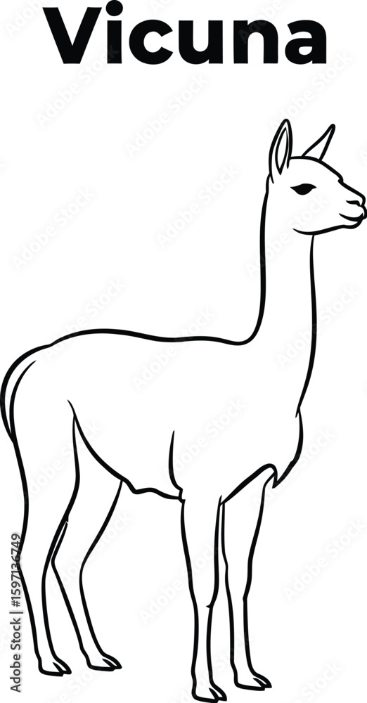 Fototapeta premium A simple line drawing showcases a vicu?a, a South American camelid, standing gracefully, perfect for educational materials, coloring books, or wildlife illustrations.