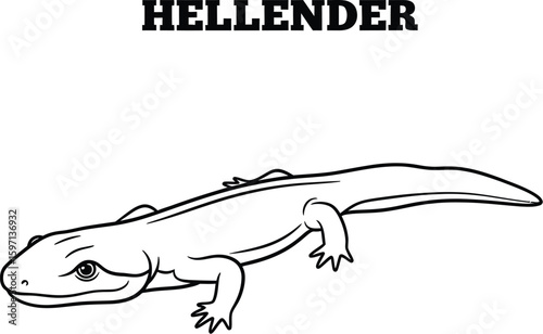 A detailed line drawing showcases a Hellbender salamander, emphasizing its unique amphibian features and distinctive outline, perfect for educational or artistic projects.