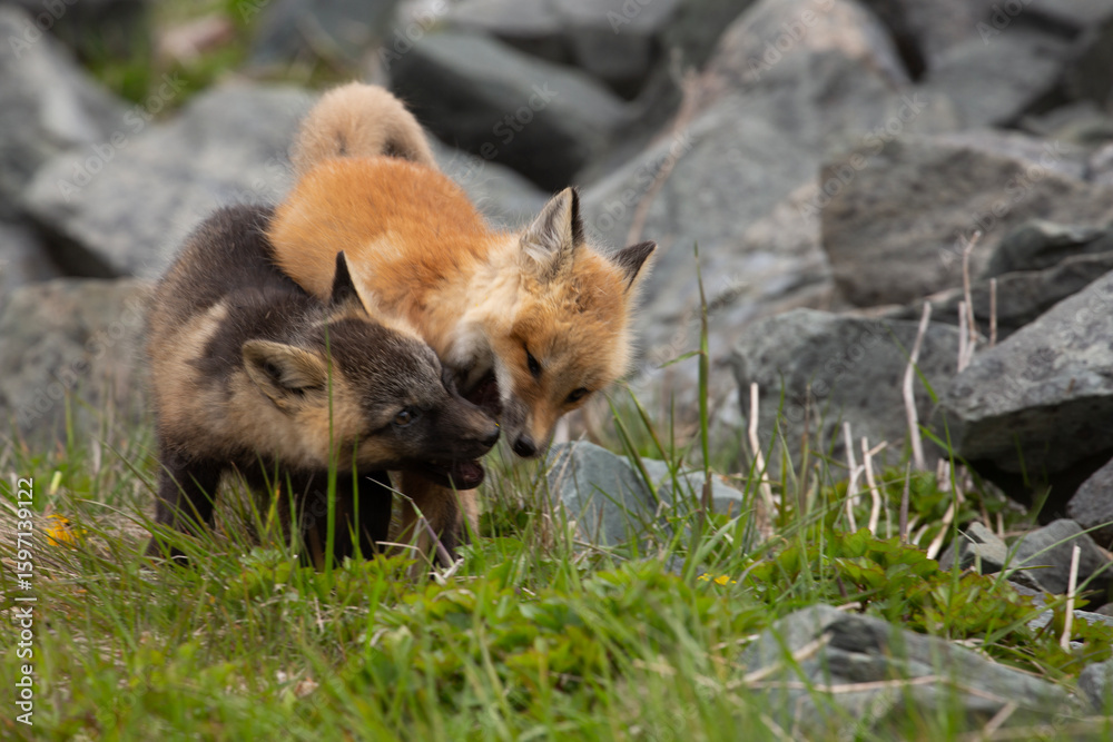 Naklejka premium Two playful fox kits in rocks in Bonavista, Newfoundland