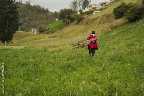 Farmer carrying wood in the andes mountains, rural scene in ecuador