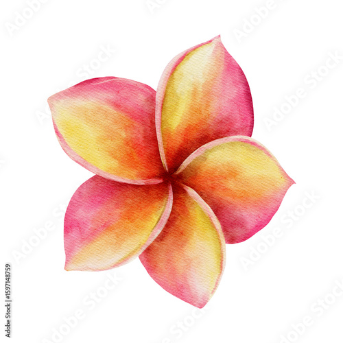 Watercolor Blossom: A delicate watercolor painting of a Plumeria flower, showcasing vibrant shades of pink and yellow in full bloom.