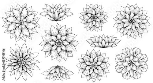 Collection of detailed floral sketches featuring various flower arrangements and petal designs in line art style