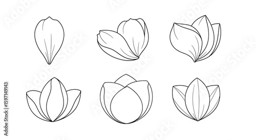 Progression of a tulip flower bud opening with six stages shown in a line drawing illustration
