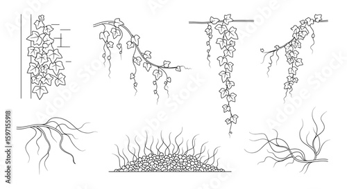 Botanical illustration featuring ivy vines, roots, and a pile of pebbles in line art style drawing