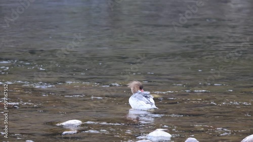 The scaly-sided merganser or Chinese merganser (Mergus squamatus) is an endangered typical merganser (genus Mergus). This photo was taken in Japan