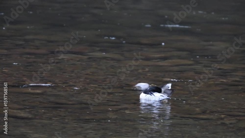 The scaly-sided merganser or Chinese merganser (Mergus squamatus) is an endangered typical merganser (genus Mergus). This photo was taken in Japan
