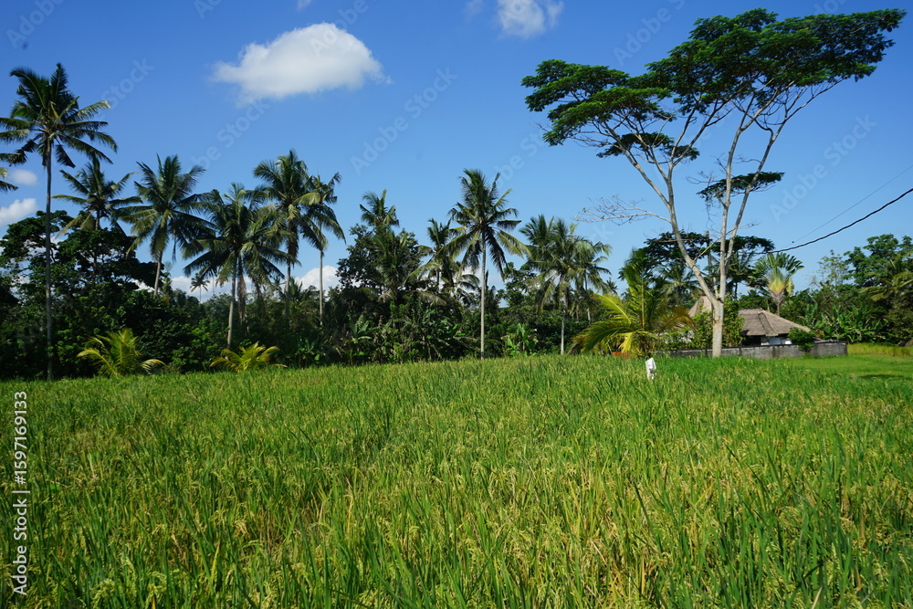 Fototapeta premium rice field