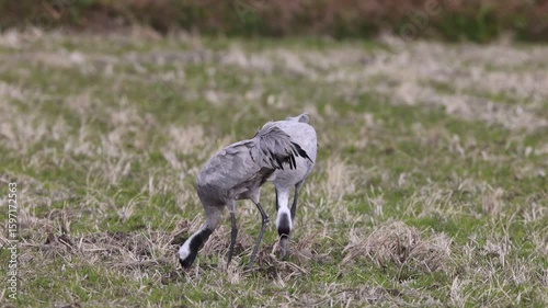 The common crane (Grus grus), also known as the Eurasian crane, is a bird of the family Gruidae, the cranes. This photo was taken in Japan.