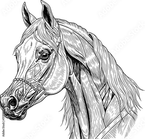 A detailed, classic illustration of a white horse trotting, in a black and white engraved style.