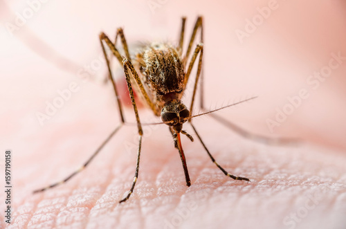 Dangerous Zika Infected Mosquito Skin Bite. Leishmaniasis, Encephalitis, Yellow Fever, Dengue, Malaria Disease, Mayaro or Zika Virus Infectious Culex Mosquito Parasite Insect Macro.