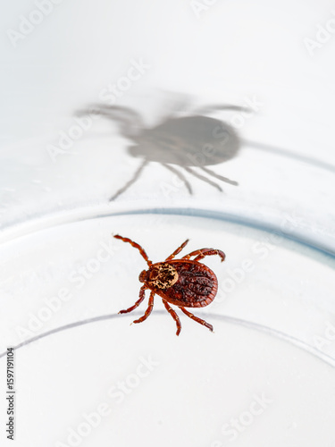 Encephalitis Infected Tick Parasite Insect Laboratory Tube Glass Vial Science Medical Research. Encephalitis Virus or Lyme Borreliosis Disease Infectious Dermacentor Tick Macro.