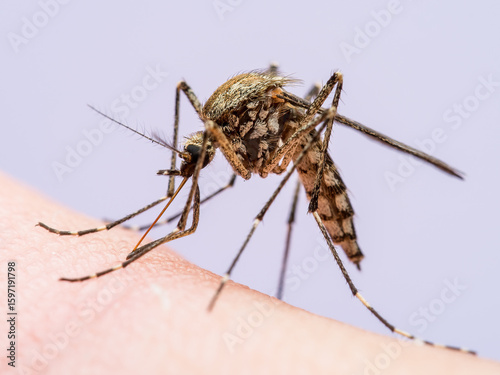 Malaria Infected Mosquito Bite. Leishmaniasis, Encephalitis, Yellow Fever, Dengue, Malaria Disease, Mayaro or Zika Virus Infectious Culex Mosquitoe Parasite Insect Macro.