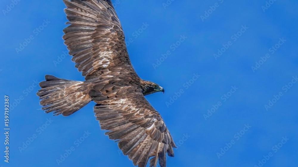 Fototapeta premium 青空バックに悠然と目の前を飛ぶイヌワシ成鳥