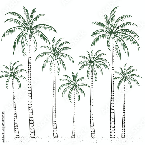 Seven green line drawing palm trees on white background with sand coconut palm tropical