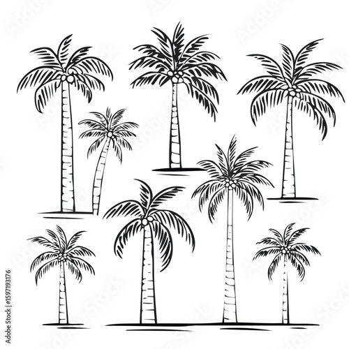 Black and white illustrations of various palm trees with coconuts coconut tree tropical