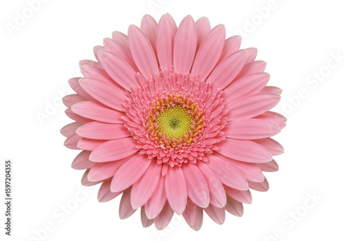 Vibrant pink gerbera daisy flower in full bloom against a clean background