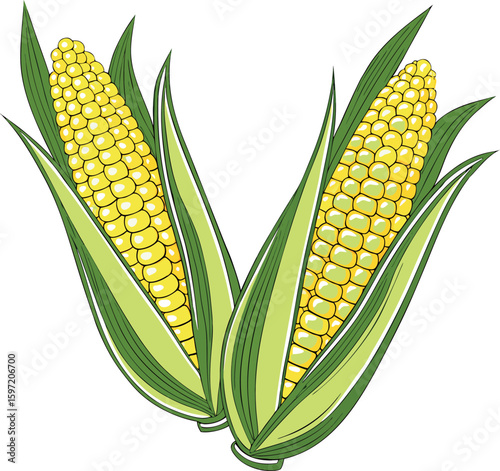 Two freshly harvested ears of ripe yellow corn with green husks and silk