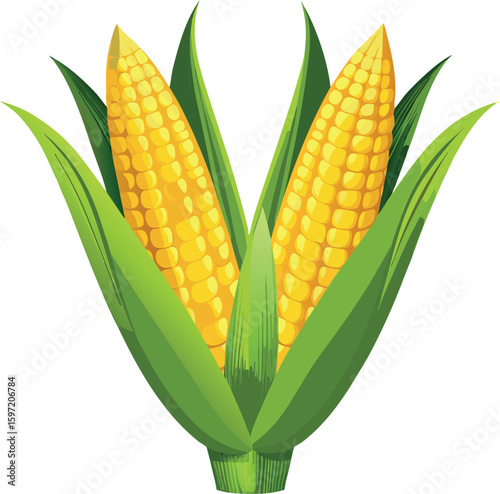 Two ripe yellow corn cobs with green husks isolated on a white background