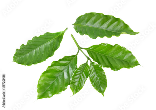 Arabica coffee leaf on transparent png