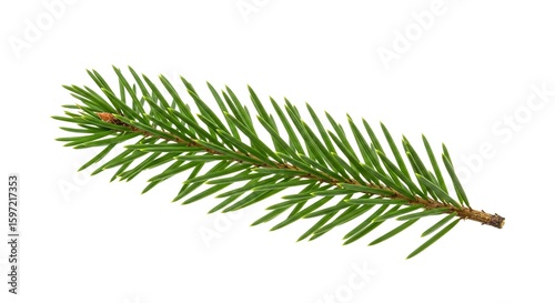 Spruce branch green needles sprout from a brown stem against a white backdrop