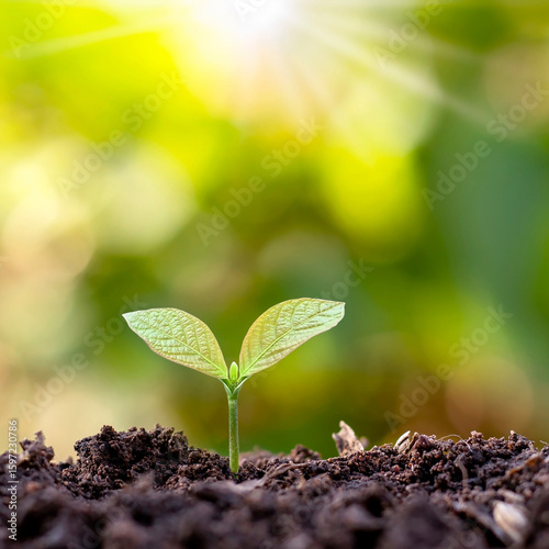 Young Green Seedling Growing in Fertile Soil with Sunlight