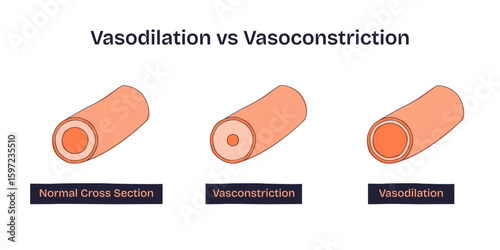 Vasodilation vs Vasoconstriction shows blood vessel changes, highlighting normal, constricted, and dilated arteries. Doodle style diagram