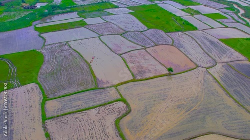 4K Top-Down Drone Footage of Rice Fields in Rural India with Farmer Working - 4K static top-down drone footage showing divided rice plots in rural India with a farmer working in one of the fields.