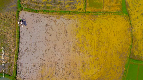 4K Drone Footage of Indian Farmer Ploughing Field with Two White Oxen – Traditional Agriculture - Rare and culturally rich aerial drone footage capturing a rural Indian farmer ploughing his field usin